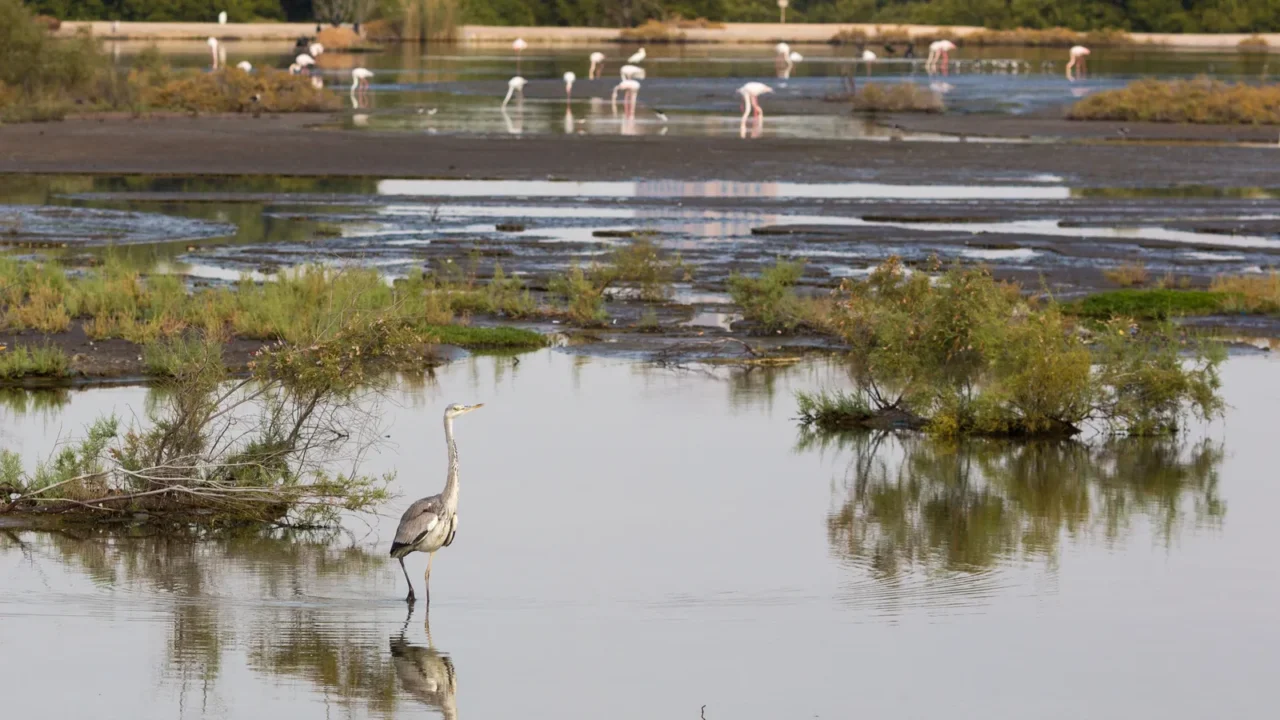 traveling through capital of united arab emirates abu dhabi