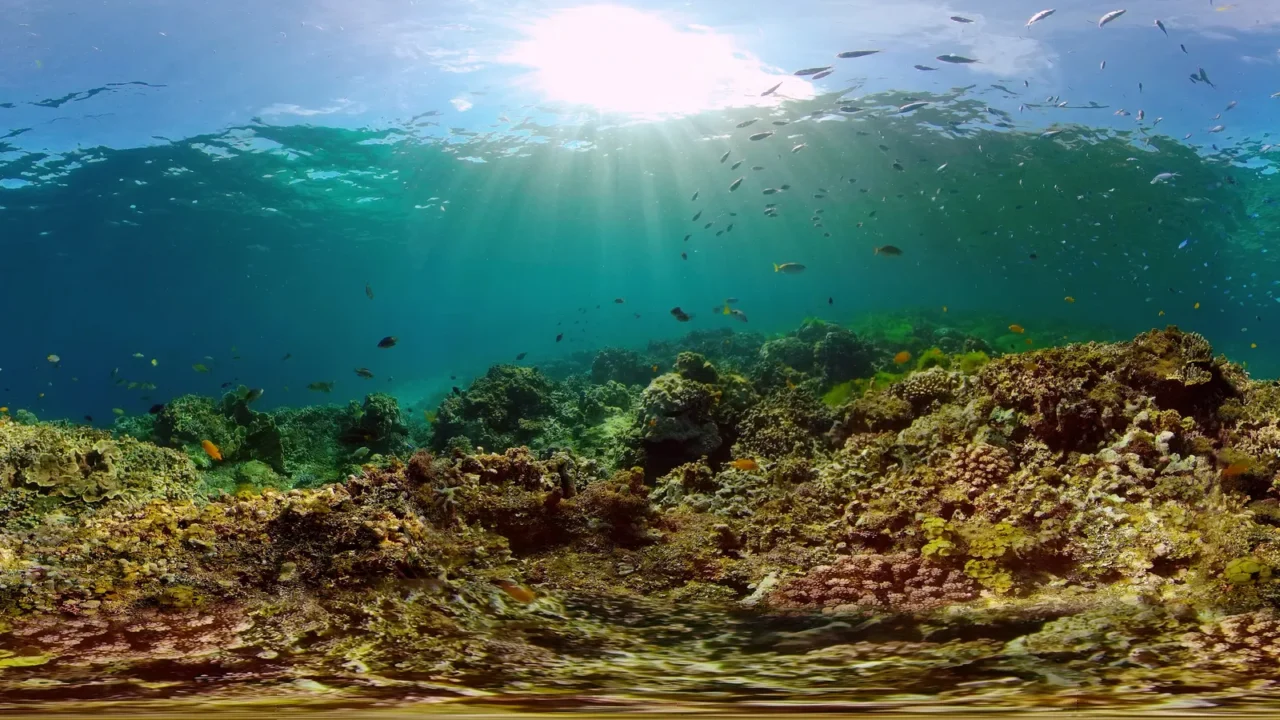 tropical fishes and coral reef at diving underwater world with