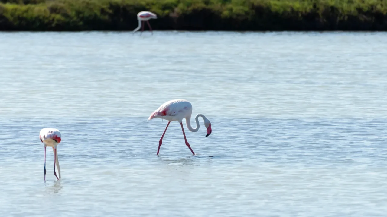 two flamingos search for food in the calm waters of