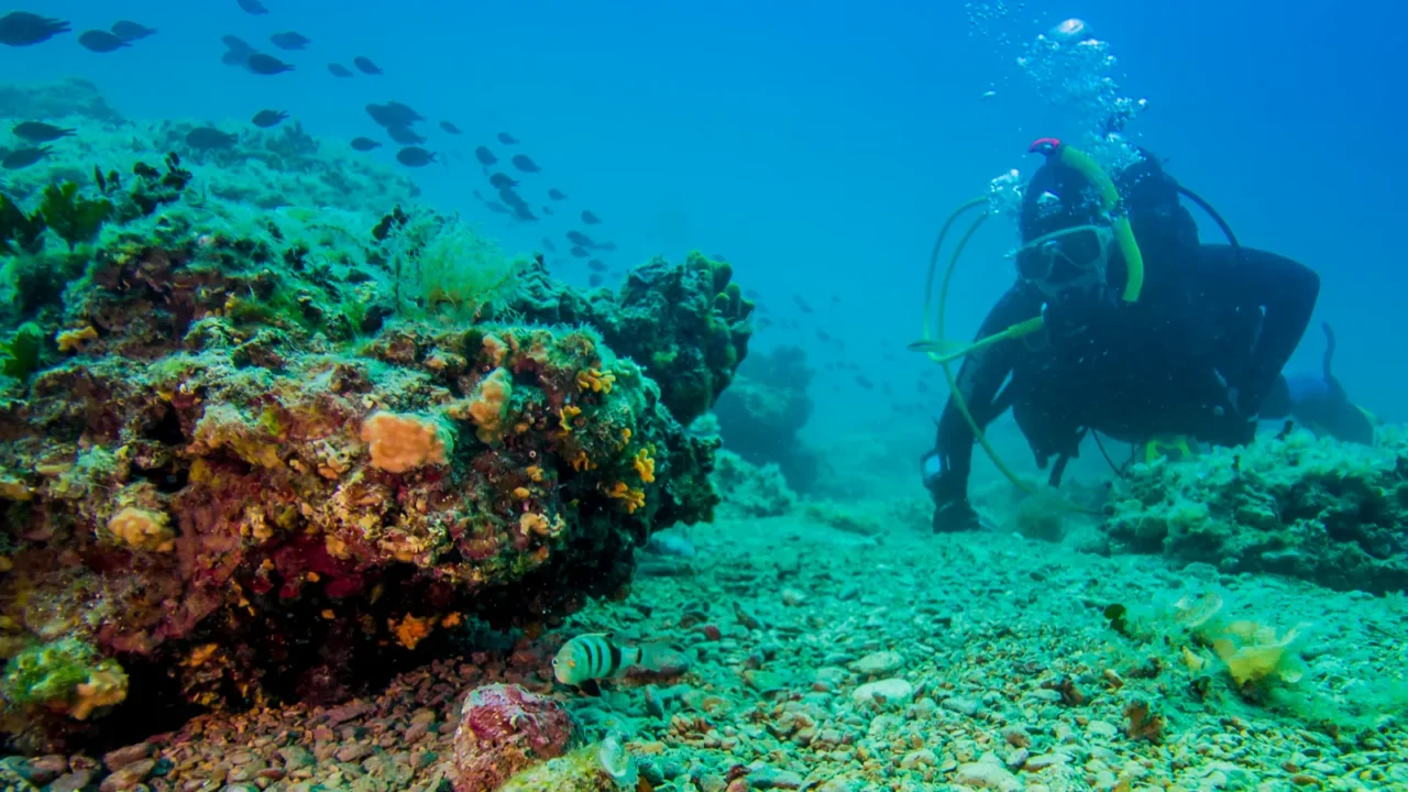 underwater scenery of croatia sea pula