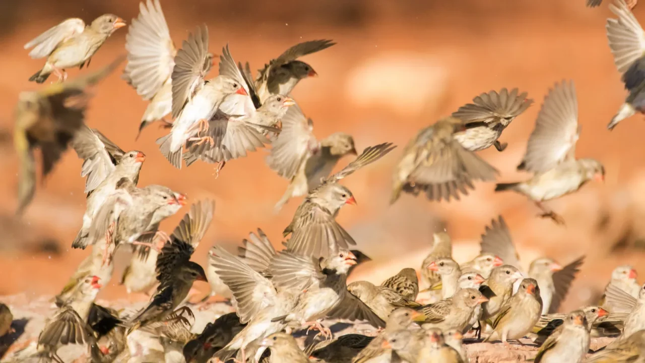 weaver birds flying around