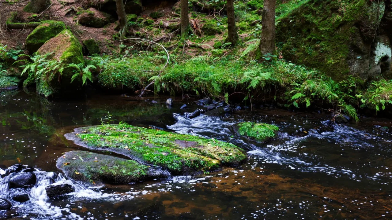 wild summer landscape around the creek with boulders and rock