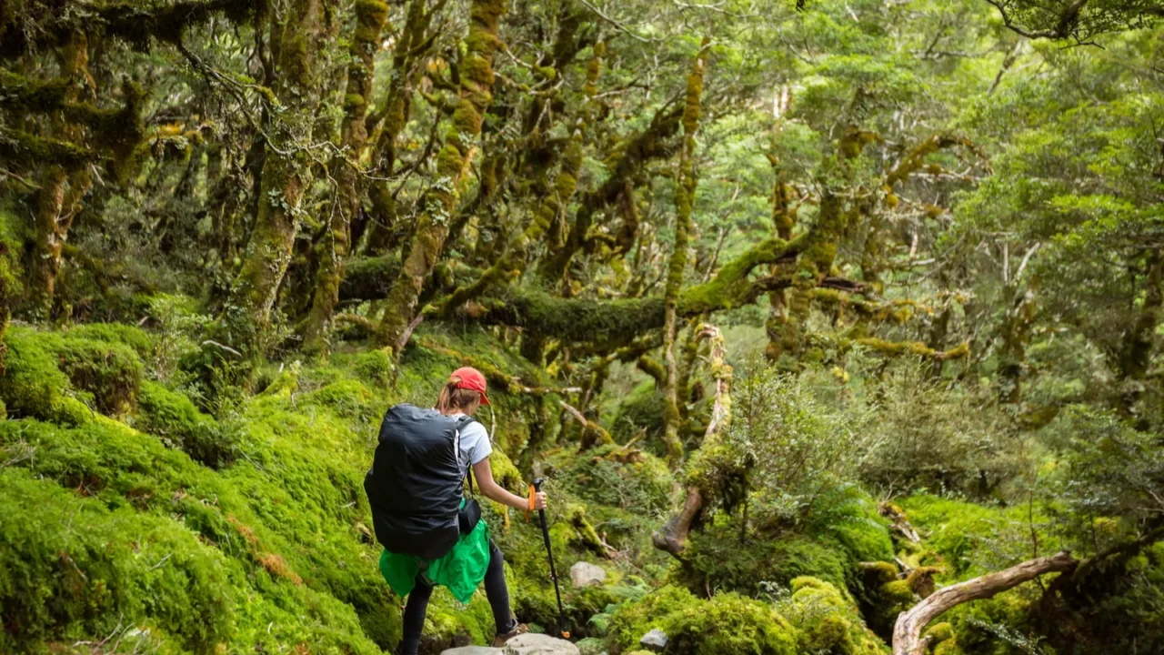 woman hiker with backpack walking in native beech forest on