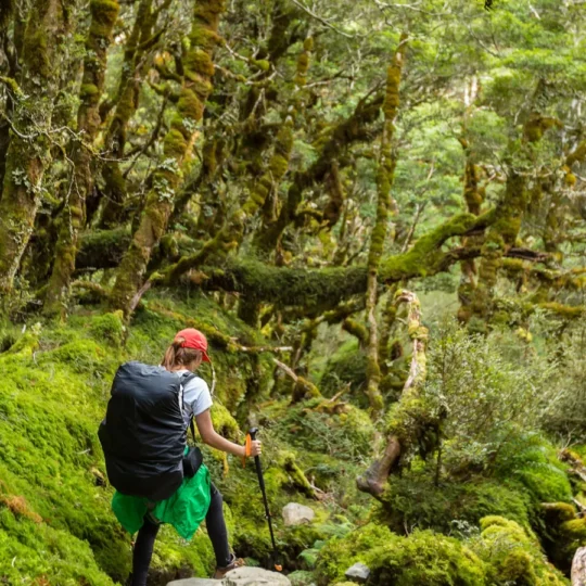 Why Minnesota’s treetop trails are becoming a Midwest travel surprise