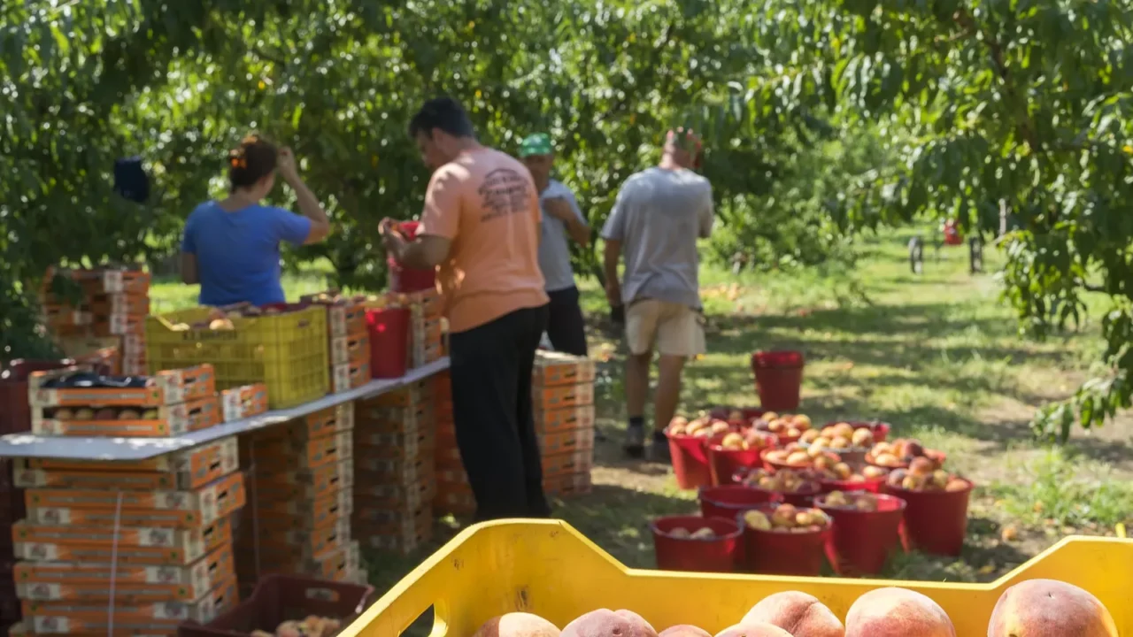 workers placing ripe peaches in crates at the factory of