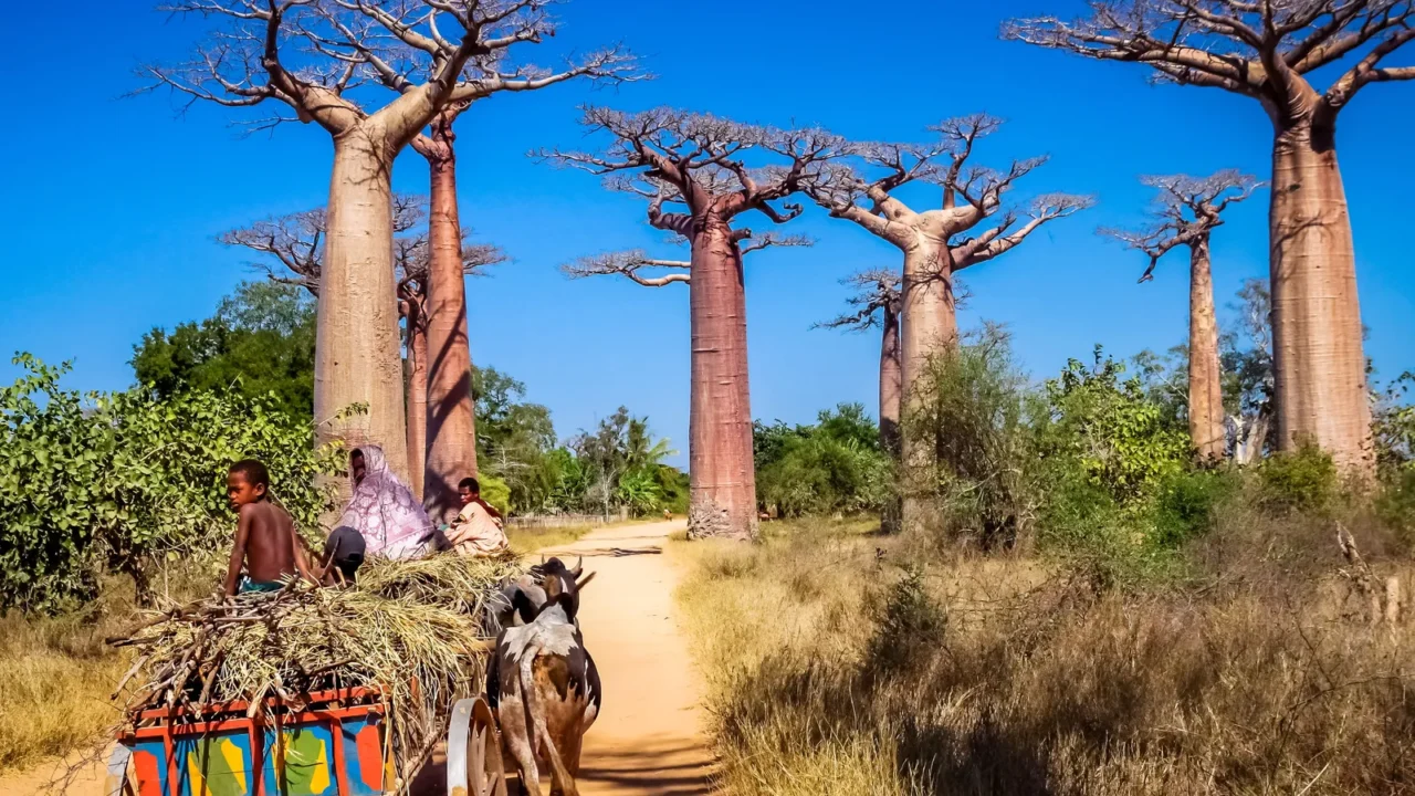 zebu cart and baobabs