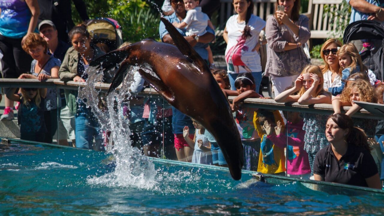 New York City, USA - September, 14th, 2015: A California sea lion doing an acrobatic jump during its performance in Central Park zoo, Manhattan, New York City