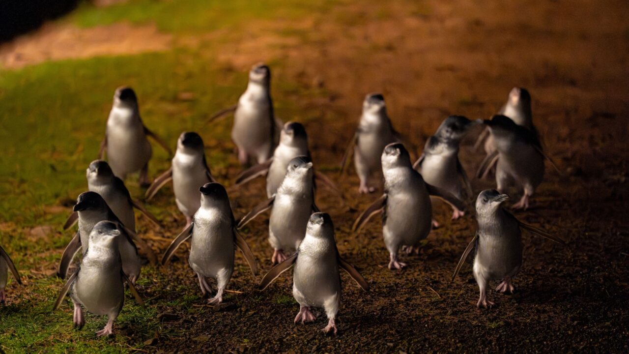 Penguin Parade in the Winter Evening at Phillip Island