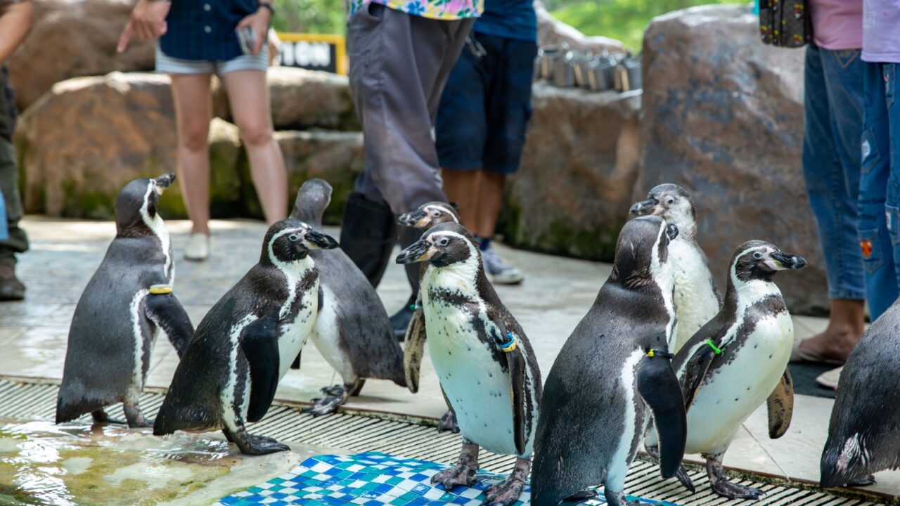Group of Penguins walking show in the zoo