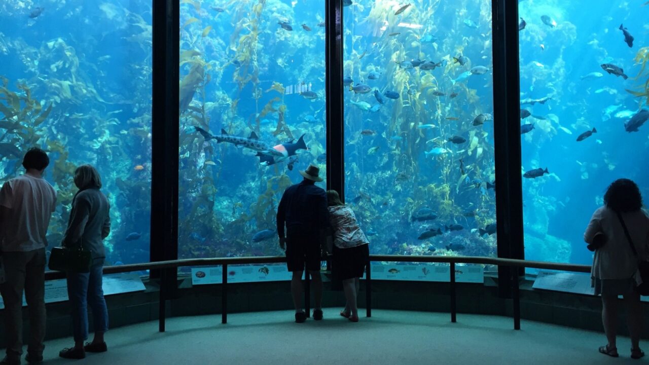 MONTEREY - MARCH 2: Visitors view fish in the Kelp Forest tank at The Monterey Bay Aquarium the on March 2, 2016 in Monterey, California, USA.