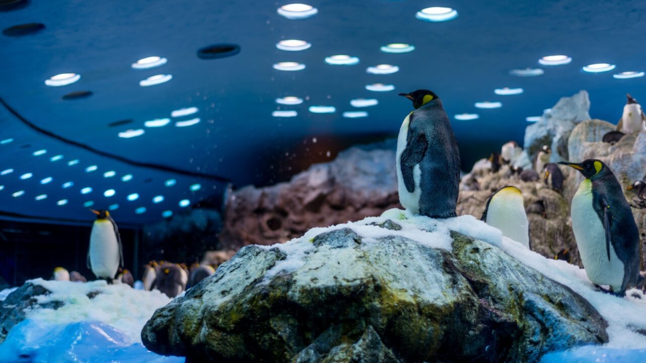Penguins in park at the blue background. Tourism design card.