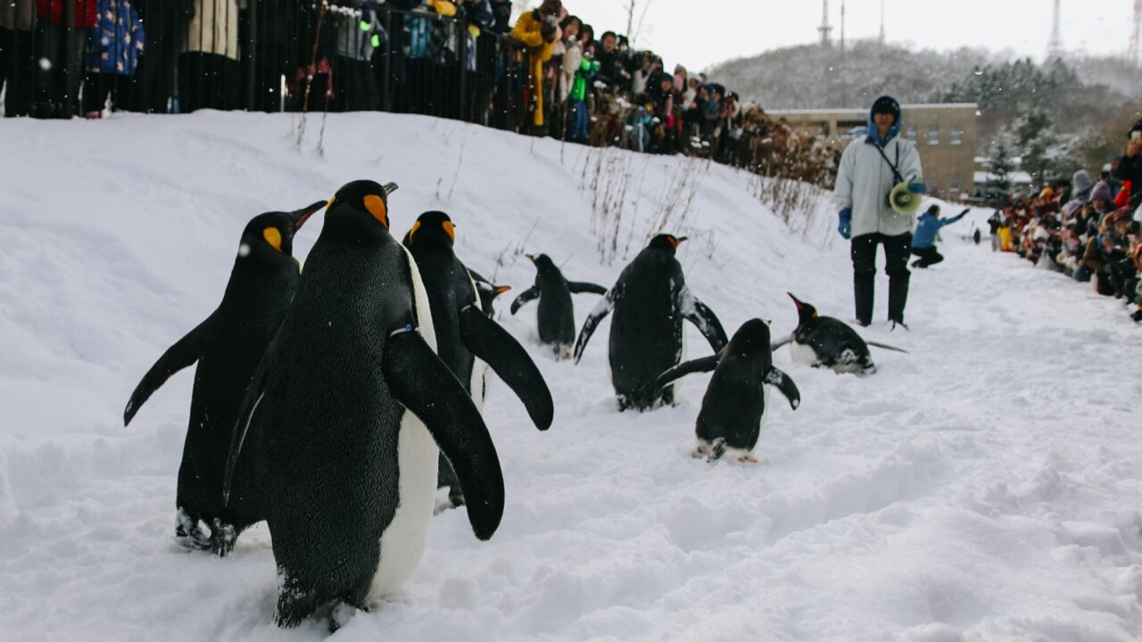 Asahikawa, Japan - January 4, 2020: The parade of penguins while walking through the snow at Asahikawa Zoo in Hokkaido, Japan.