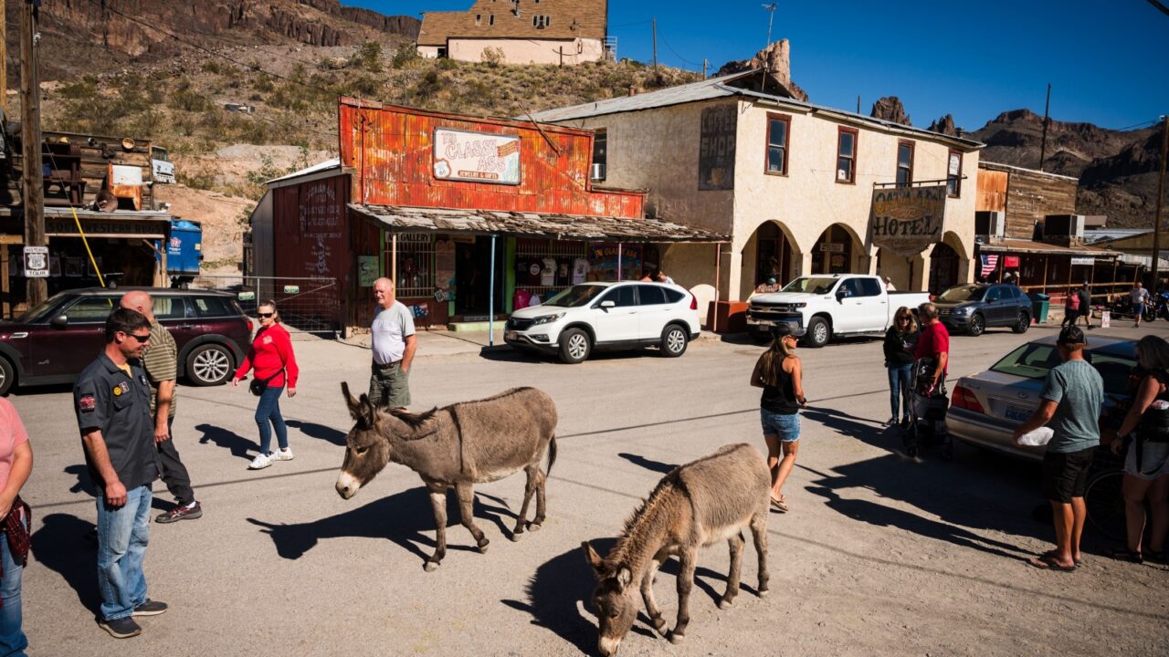 Oatman AZ - March 5th, 2024: Wild burros walk through the historic gold mining town of Oatman Arizona, USA.