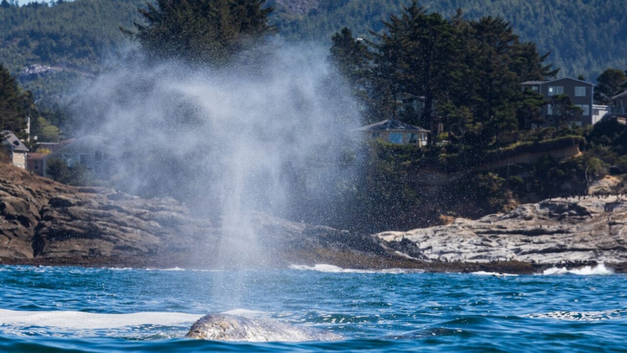 Gray Whale Spouting in the Sunlight off the Oregon Coast