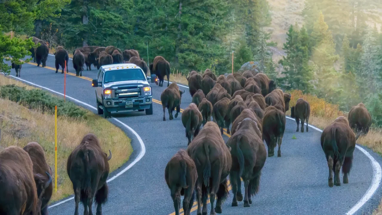 a vehicle stopped while a herd of large bison walk