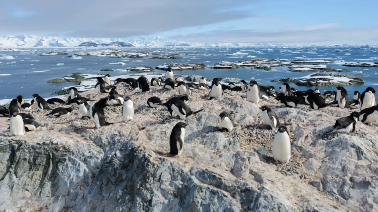 adelie penguins on beach
