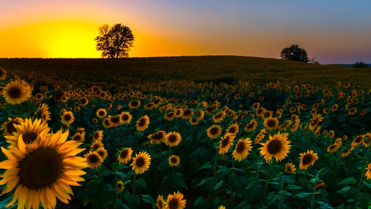 backlit sunset sunflowers