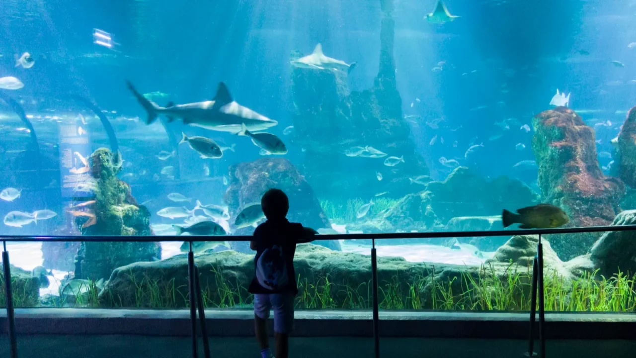 barcelona spain jun 28th 2023 child boy visiting aquarium