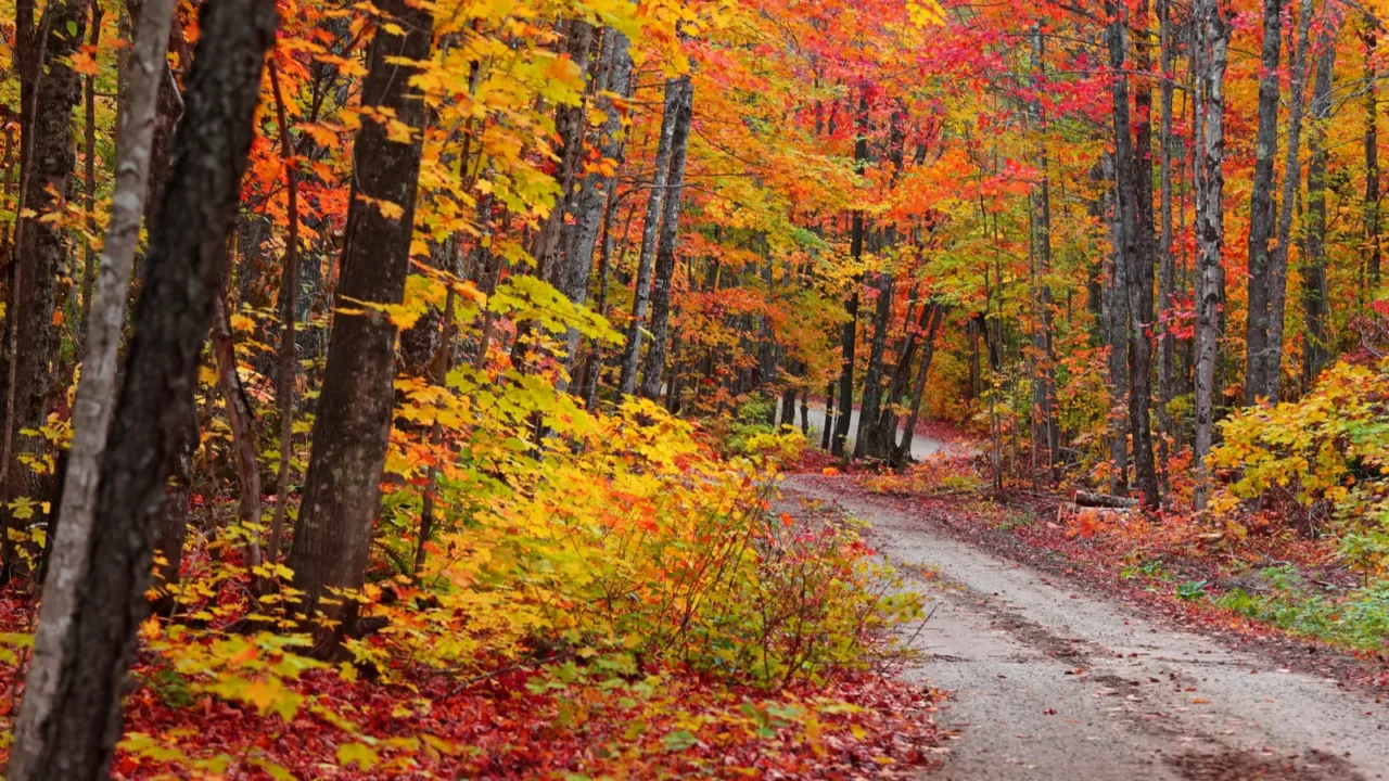 beautiful maple trees at its peak color along the forest