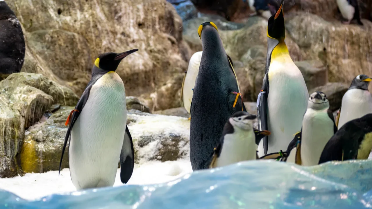 colony of gentoo and emperor penguins sea birds in zoo