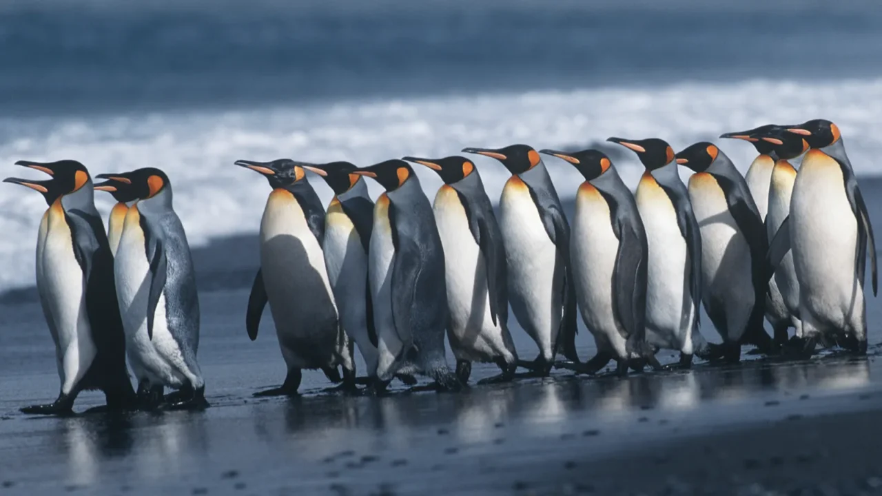 colony of king penguins on beach