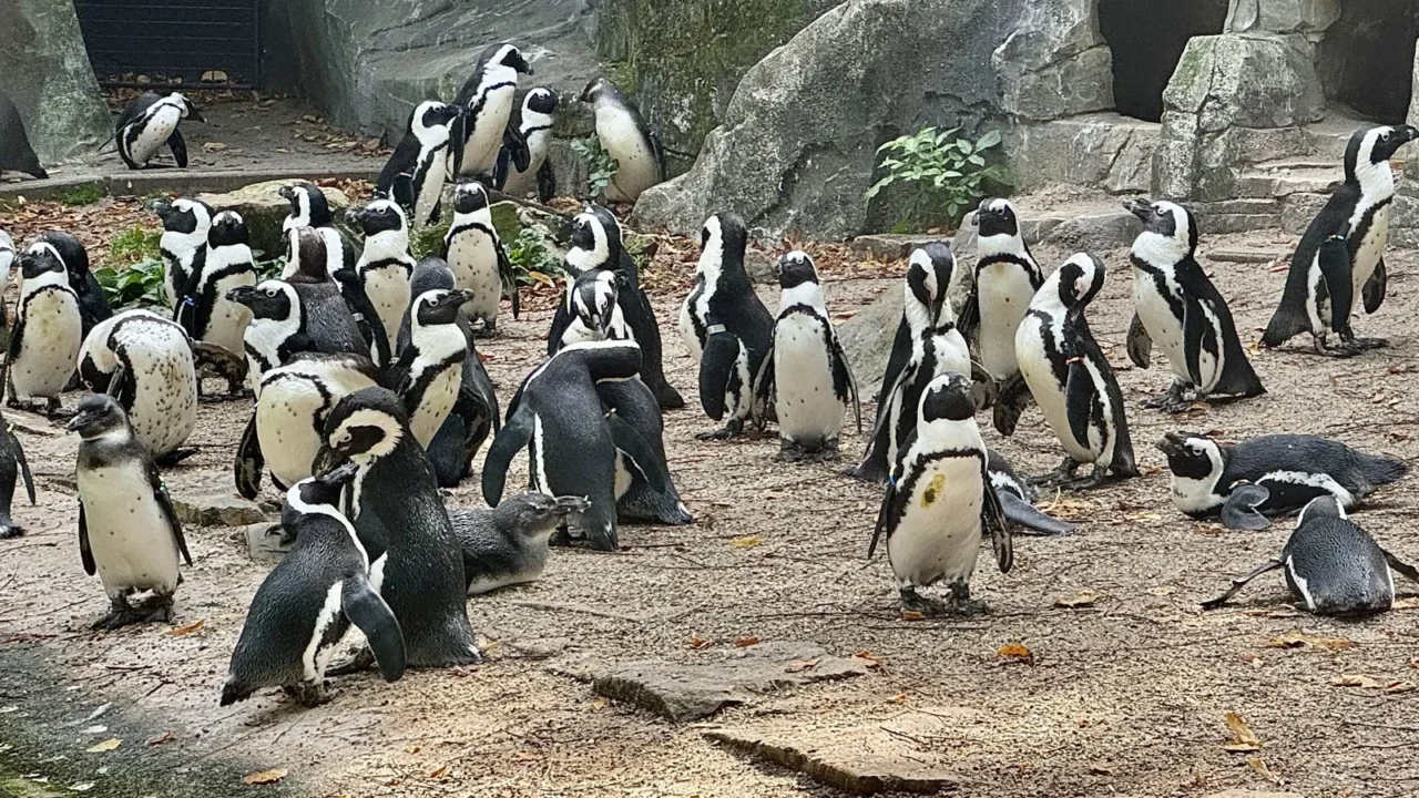 colony of penguins standing together outdoors on rocks in natural