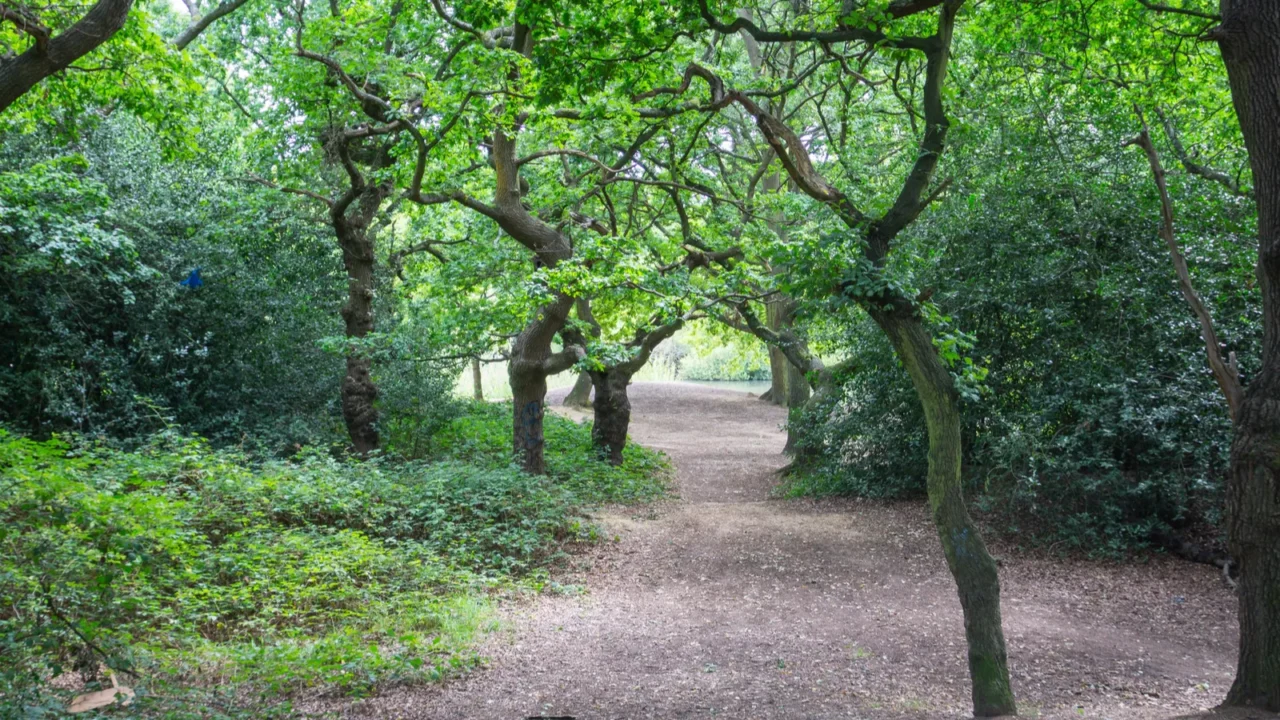 epping forest walks and trees