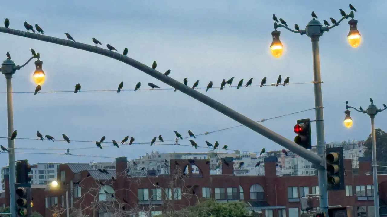 flocks of birds settle on urban power lines and