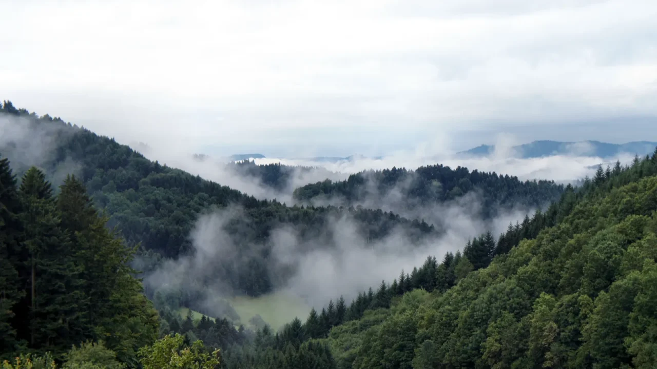 fog in the morning in the black forest