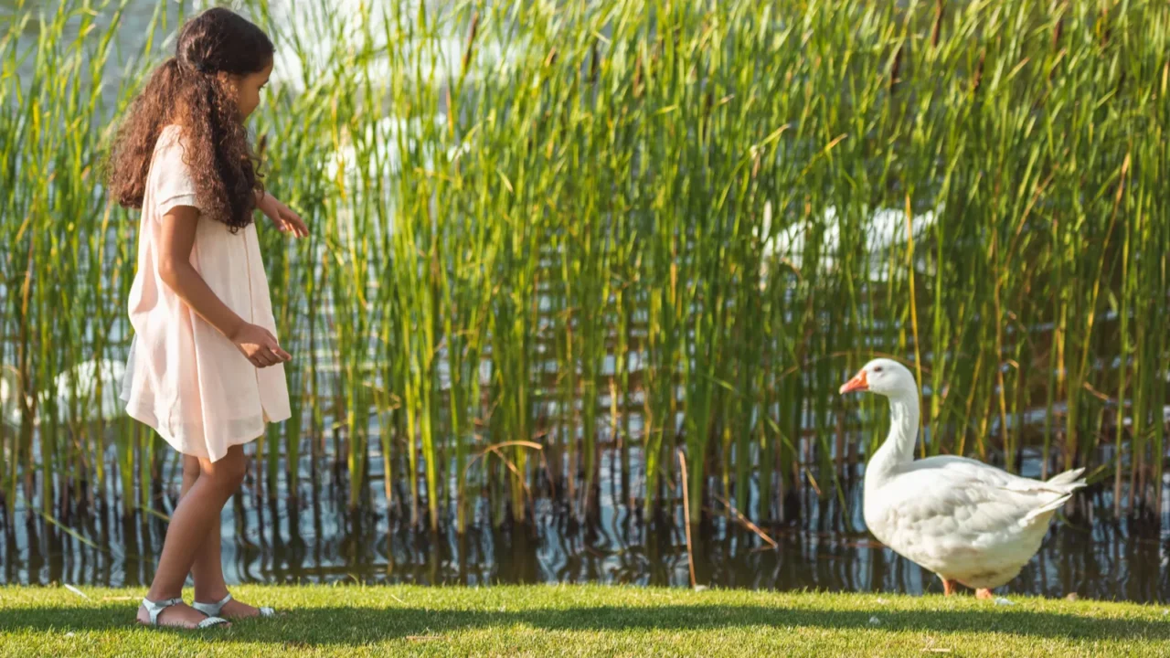 girl feeding goose near lake
