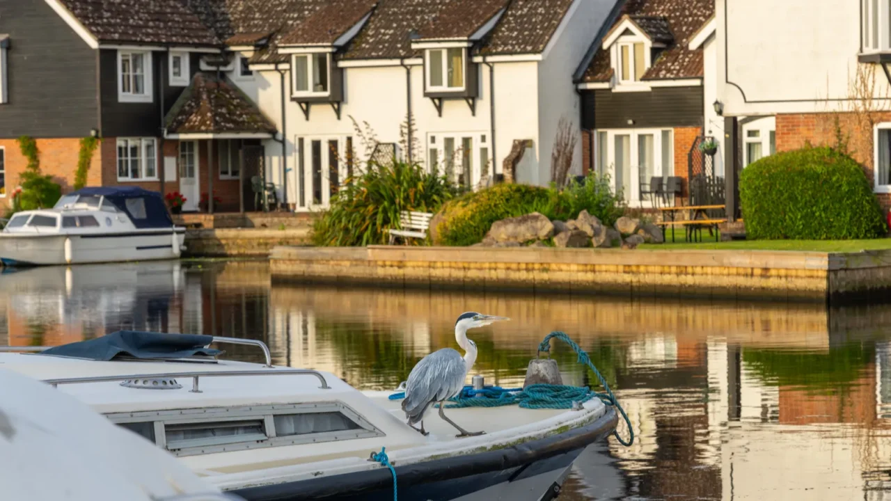 grey heron stands on front deck of moored boat on