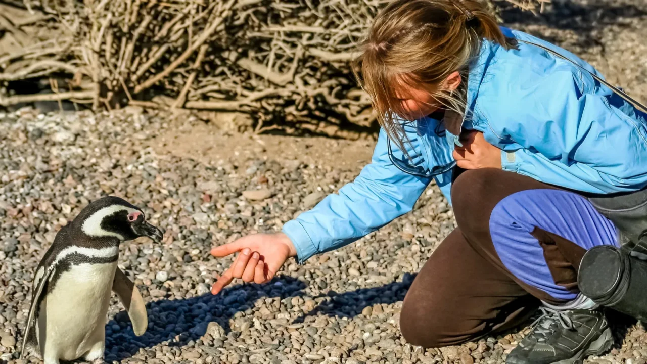 handshake with penguin