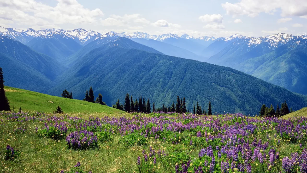 hurricane ridge washington