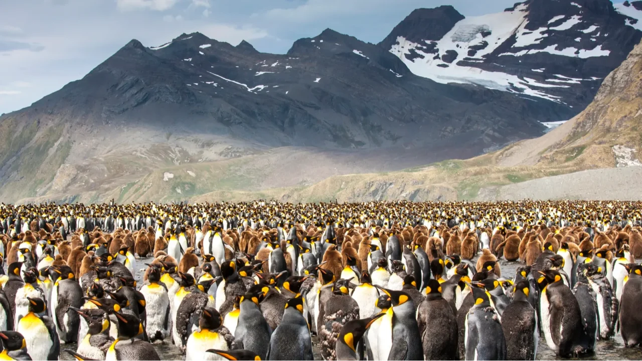 king penguins breeding colony in an island of south georgia