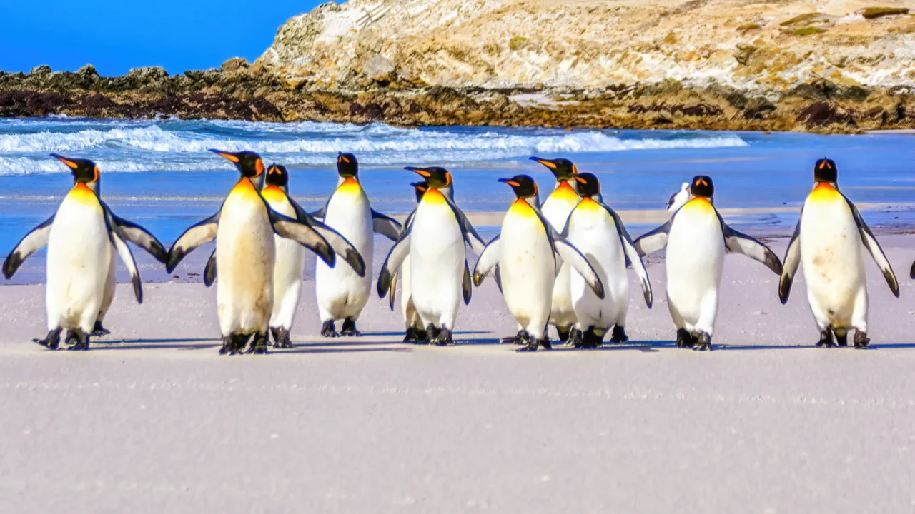 king penguins walking on beach falkland islands volunteer point colony