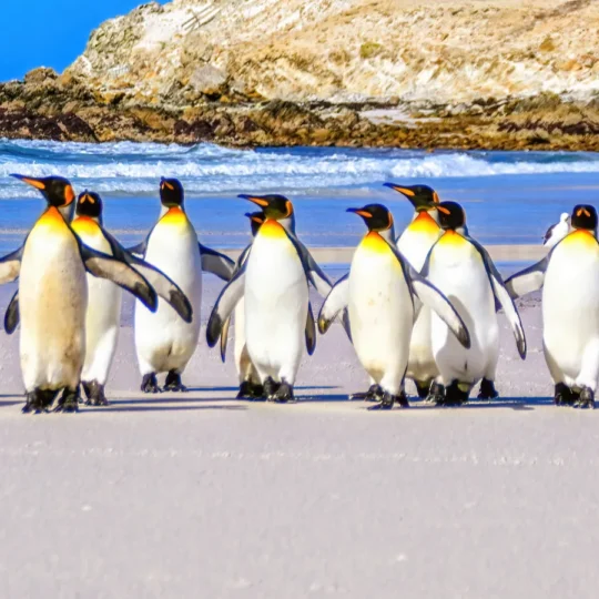 Why Antarctica’s penguin colonies are driving record interest in expedition travel