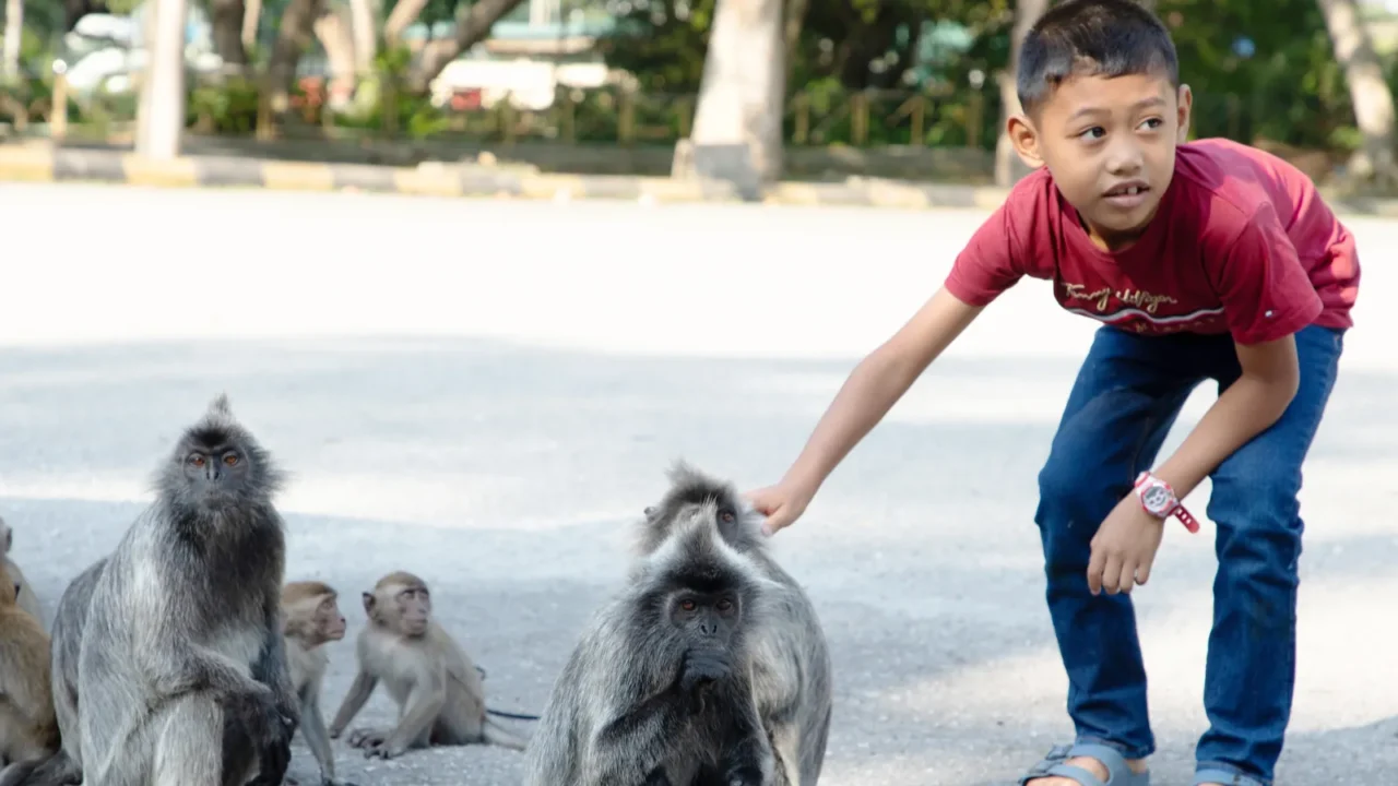 kuala lumpur malaysia 01082024 people interact with wild langur monkeys