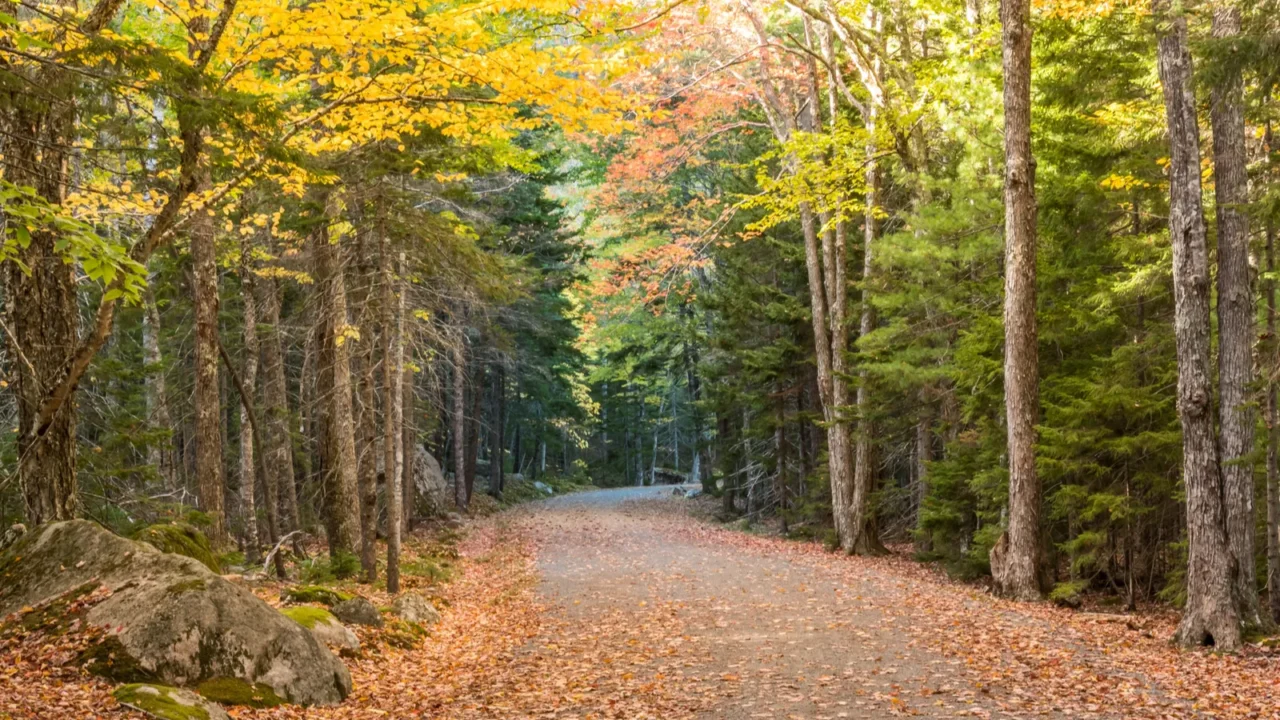 leaf covered carriage road in acadia