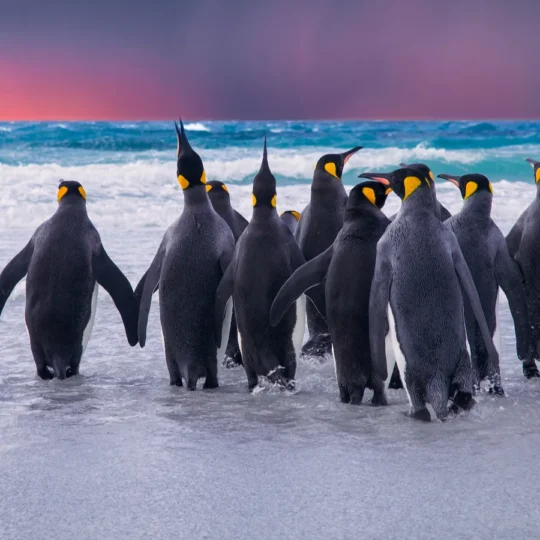 How Australia’s Phillip Island penguin parade became a global model for wildlife tourism