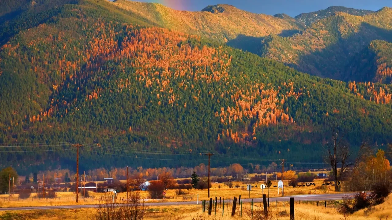 montana gold rainbow yellow tamarack trees in the hills fall
