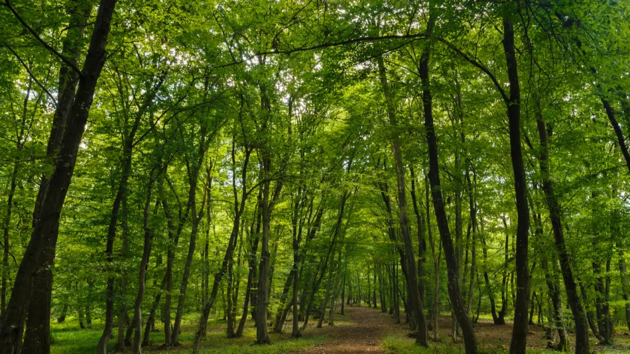 mysterious forest hoiabaciu romania near cluj