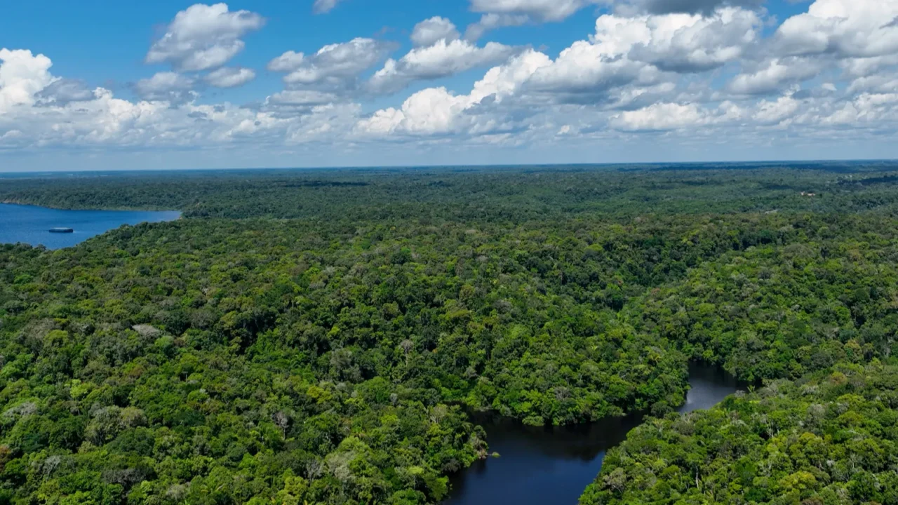 nature aerial view of amazon forest at amazonas brazil mangrove