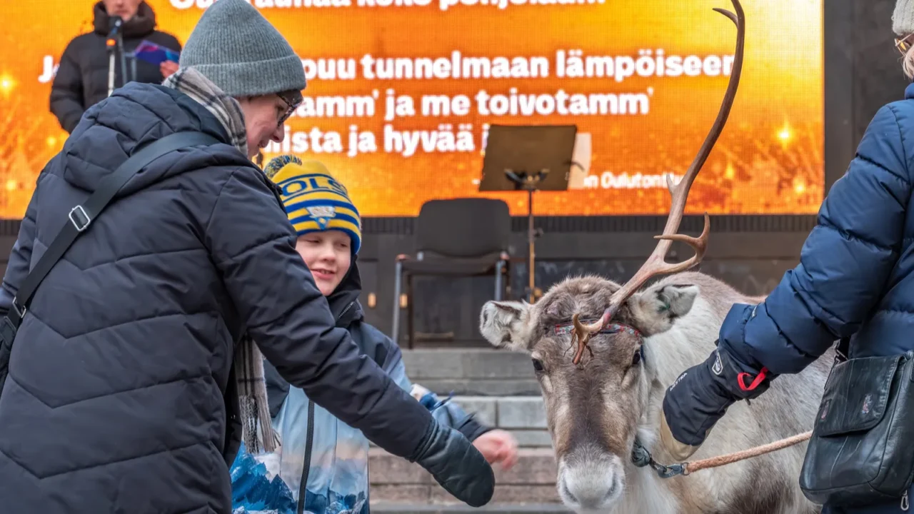 oulu finland 13 december 2025 reindeer in the center