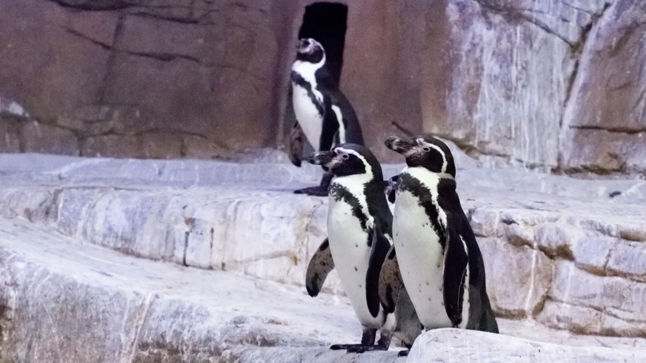 penguin at the zoo cyprus