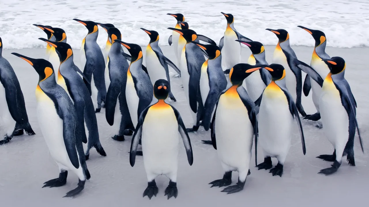 penguin colony group of king penguins coming back from sea
