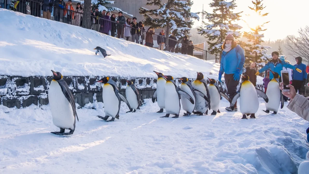 penguin parade time