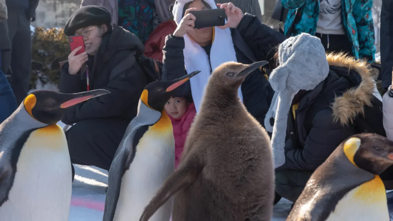 penguin walking parade at asahiyama zoo