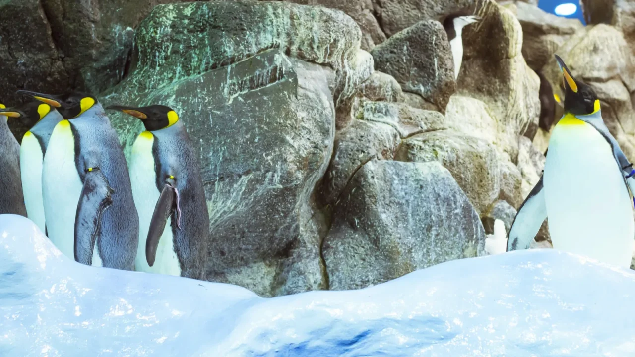 penguins on the artificial glacier in loro park loro parque
