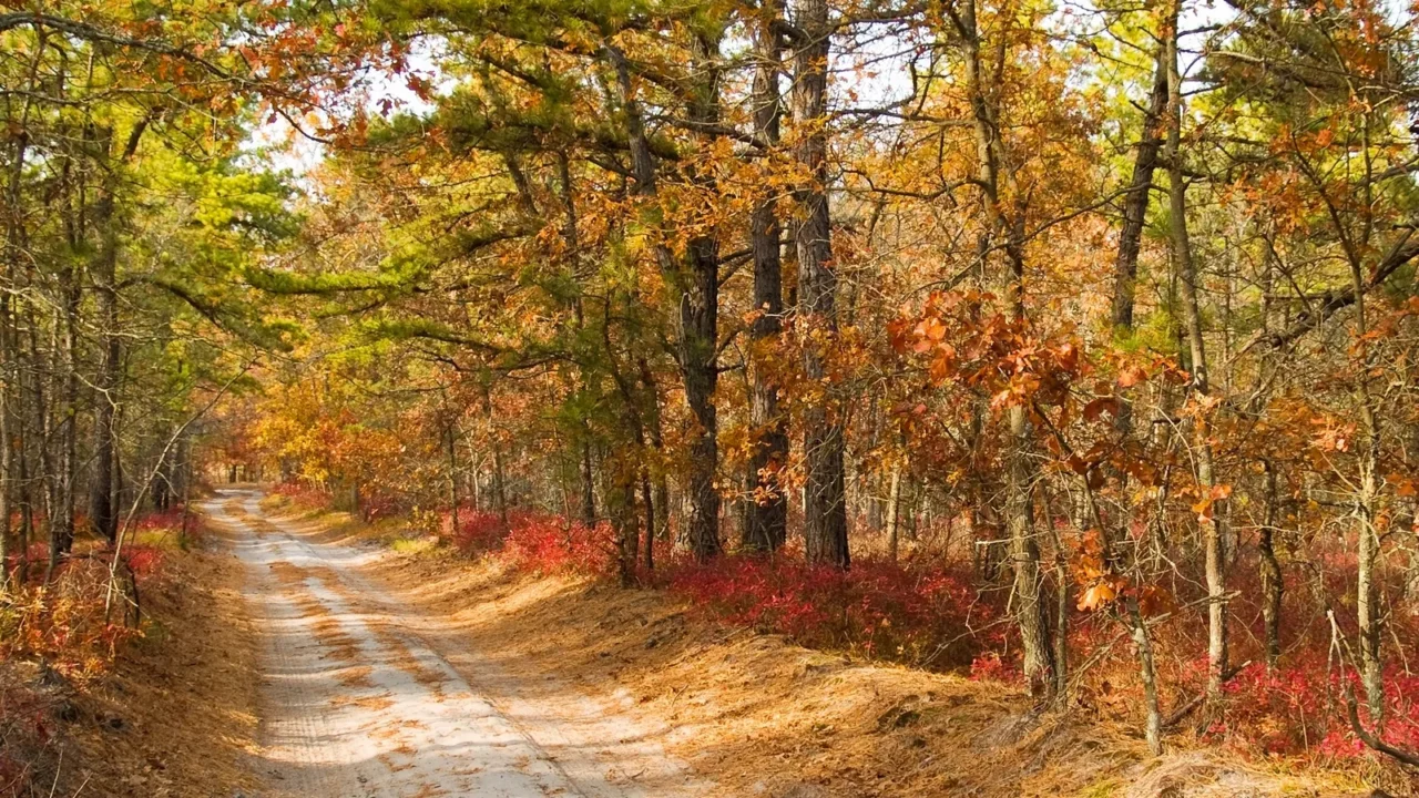 pine barrens road