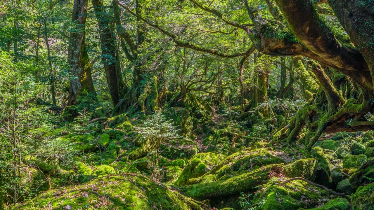 primival forest hiking trails in yakushima japan
